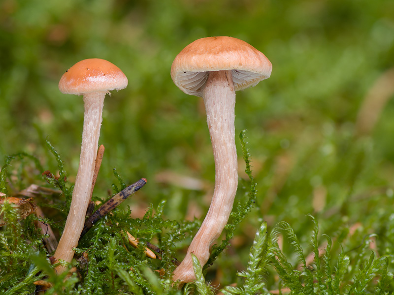 Hypholoma polytrichi